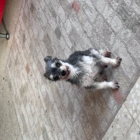 Maltese, Köpek  Çakıl fotoğrafı