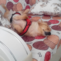 Alman Av Terrieri, Köpek  Eva fotoğrafı