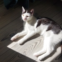 Tuxedo (Smokin) Kedi, Kedi  Levi fotoğrafı