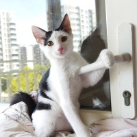 Tuxedo (Smokin) Kedi, Kedi  Levi fotoğrafı