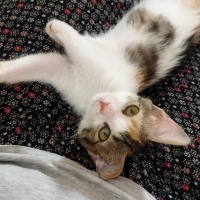 Tekir Kedi, Kedi  Luna fotoğrafı