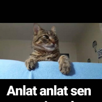 Tekir Kedi, Kedi  Bomcuk fotoğrafı