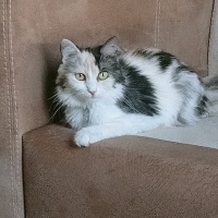 Tekir Kedi, Kedi  Yulaf fotoğrafı