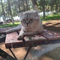 British Shorthair, Kedi  Maviş fotoğrafı