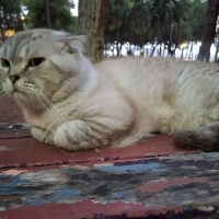 British Shorthair, Kedi  Maviş fotoğrafı