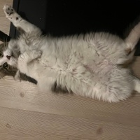 Norwegian Forest, Kedi  Juliet fotoğrafı