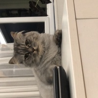 Norwegian Forest, Kedi  Lucy fotoğrafı