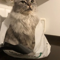 Norwegian Forest, Kedi  Lucy fotoğrafı
