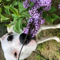 Dogo Arjantin, Köpek  Audrey fotoğrafı