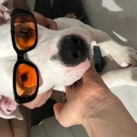 Dogo Arjantin, Köpek  Audrey fotoğrafı