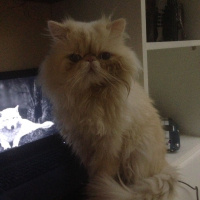 Himalayan, Kedi  Kaymak fotoğrafı