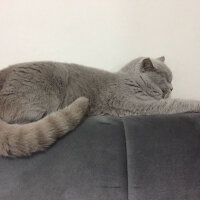 British Shorthair, Kedi  odin fotoğrafı