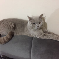 British Shorthair, Kedi  odin fotoğrafı