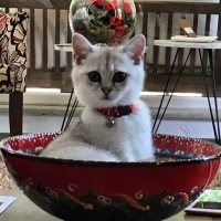 British Shorthair, Kedi  Poyraz fotoğrafı