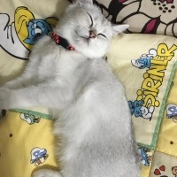 British Shorthair, Kedi  Poyraz fotoğrafı