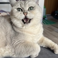 British Shorthair, Kedi  Poyraz fotoğrafı