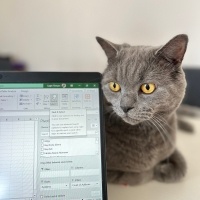 British Shorthair, Kedi  Snape fotoğrafı