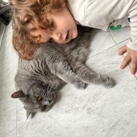 British Shorthair, Kedi  Snape fotoğrafı