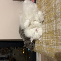 British Shorthair, Kedi  Snape fotoğrafı