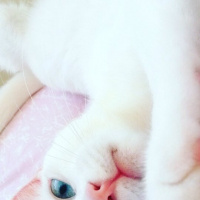 Ankara Kedisi, Kedi  MİA fotoğrafı