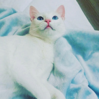 Ankara Kedisi, Kedi  MİA fotoğrafı