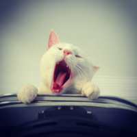 Ankara Kedisi, Kedi  MİA fotoğrafı