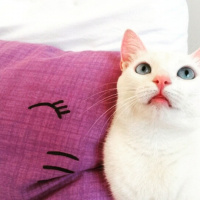 Ankara Kedisi, Kedi  MİA fotoğrafı