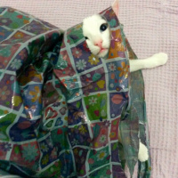 Ankara Kedisi, Kedi  MİA fotoğrafı