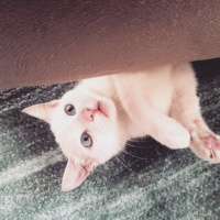 Ankara Kedisi, Kedi  MİA fotoğrafı