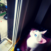 Ankara Kedisi, Kedi  MİA fotoğrafı