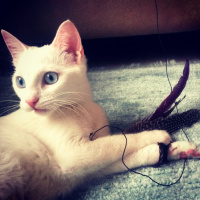 Ankara Kedisi, Kedi  MİA fotoğrafı