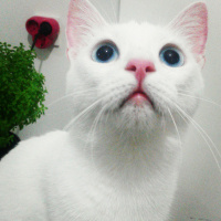 Ankara Kedisi, Kedi  MİA fotoğrafı