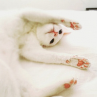Ankara Kedisi, Kedi  MİA fotoğrafı
