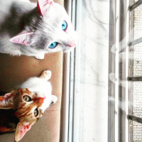 Ankara Kedisi, Kedi  MİA fotoğrafı