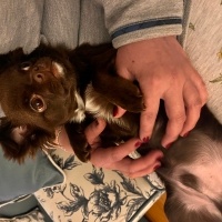 Chihuahua, Köpek  Leo fotoğrafı
