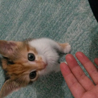 Tekir Kedi, Kedi  LUNA fotoğrafı