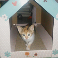 Tekir Kedi, Kedi  LUNA fotoğrafı
