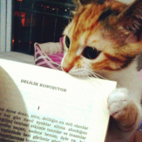 Tekir Kedi, Kedi  LUNA fotoğrafı
