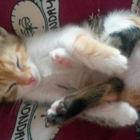 Tekir Kedi, Kedi  LUNA fotoğrafı