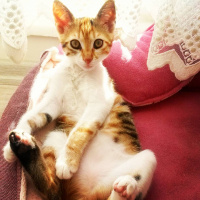 Tekir Kedi, Kedi  LUNA fotoğrafı