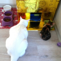 Tekir Kedi, Kedi  LUNA fotoğrafı