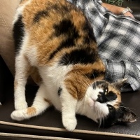 Tekir Kedi, Kedi  Lokumsu fotoğrafı