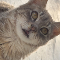 Tekir Kedi, Kedi  Pekmez fotoğrafı