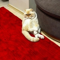 Scottish Fold, Kedi  Pamuk fotoğrafı