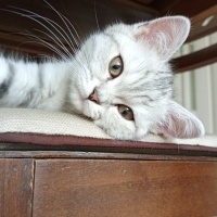 British Shorthair, Kedi  Kedosu fotoğrafı