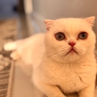 Scottish Fold, Kedi  Lagertha fotoğrafı