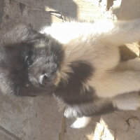 Sokö (Sokak Köpeği), Köpek  Alabaş fotoğrafı