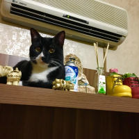 Tuxedo (Smokin) Kedi, Kedi  Mars fotoğrafı