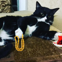 Tuxedo (Smokin) Kedi, Kedi  Mars fotoğrafı