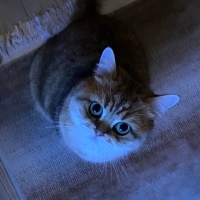 British Shorthair, Kedi  Pasta fotoğrafı